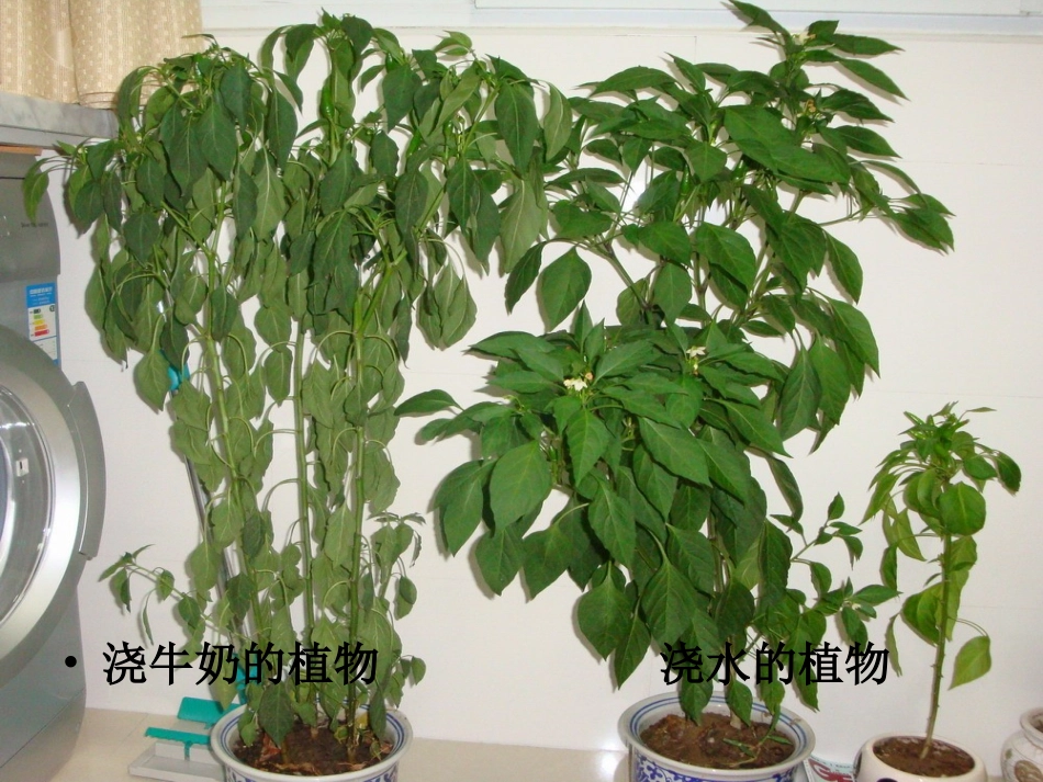 小三班常识活动：《口渴多喝白开水》_第2页