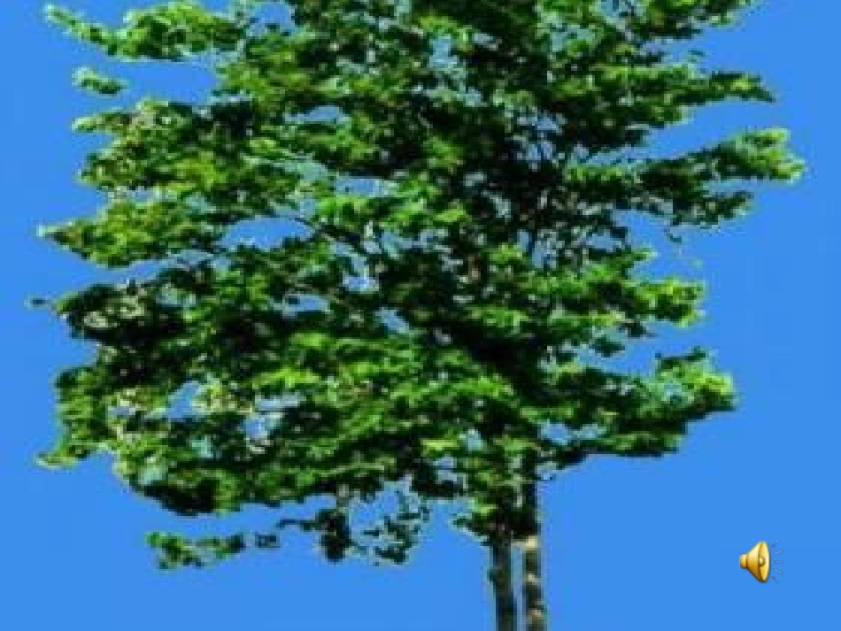 《桃花心木》课件_第3页