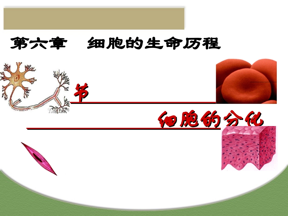 细胞的分化课件_第1页