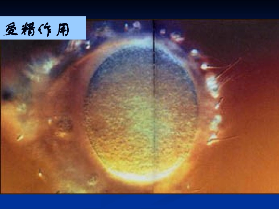 细胞的分化课件_第2页