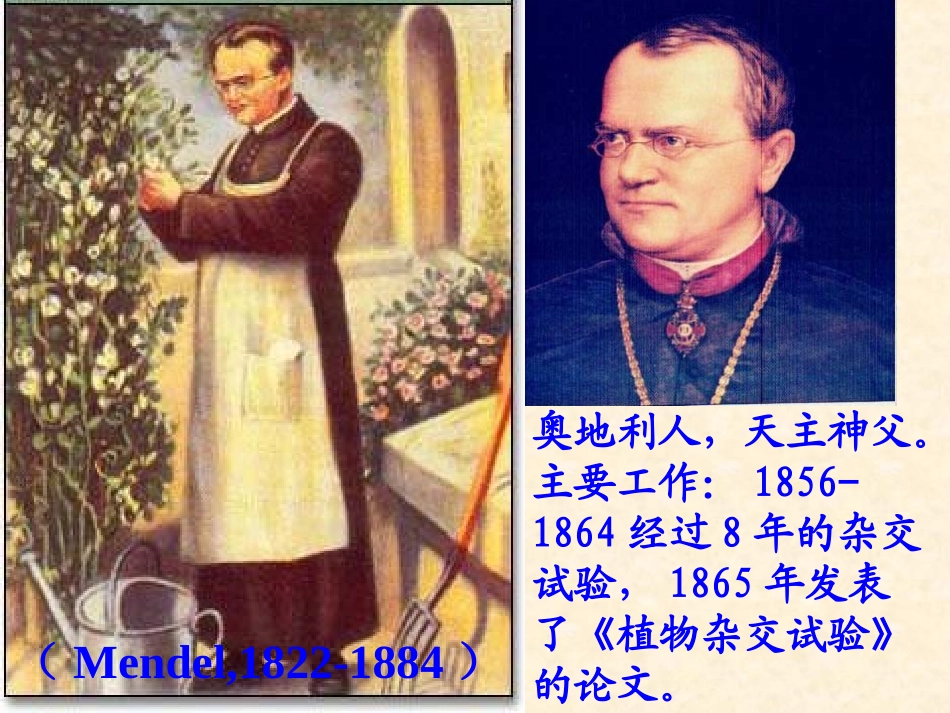 【生物】11孟德尔的豌豆杂交实验（一）课件2（人教版必修2）_第3页