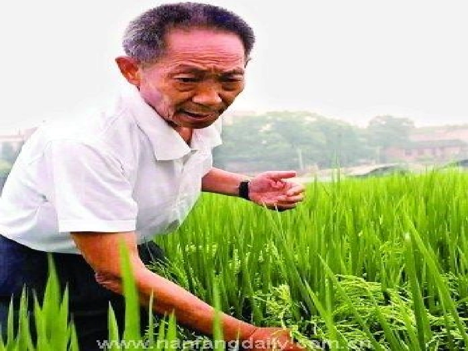 《杂交水稻之父－袁隆平》课件_第2页