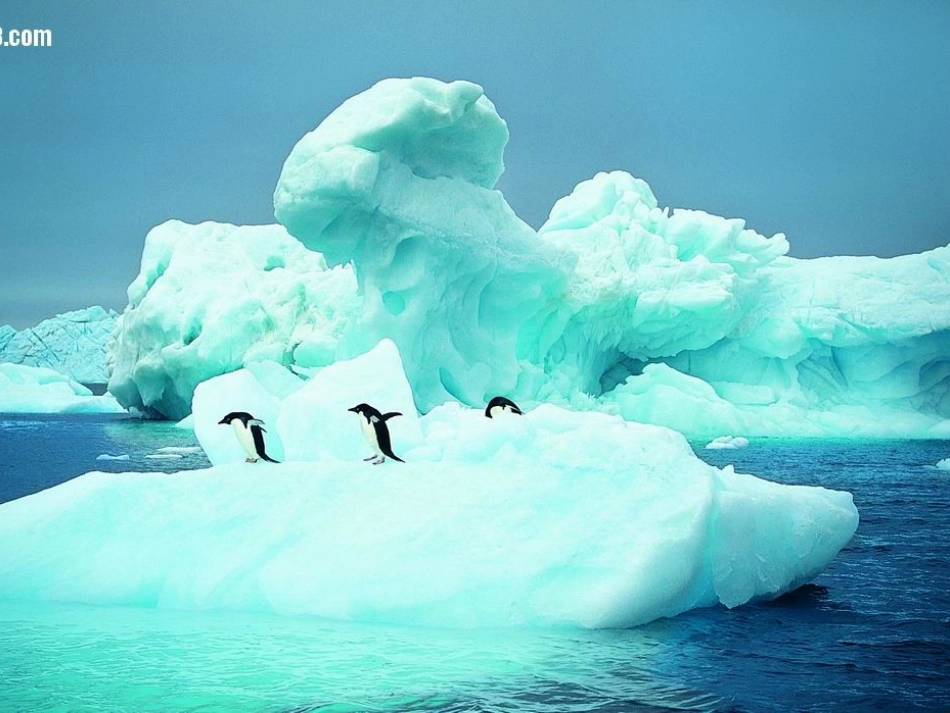 课件《喜爱音乐的白鲸》第二课时_第3页