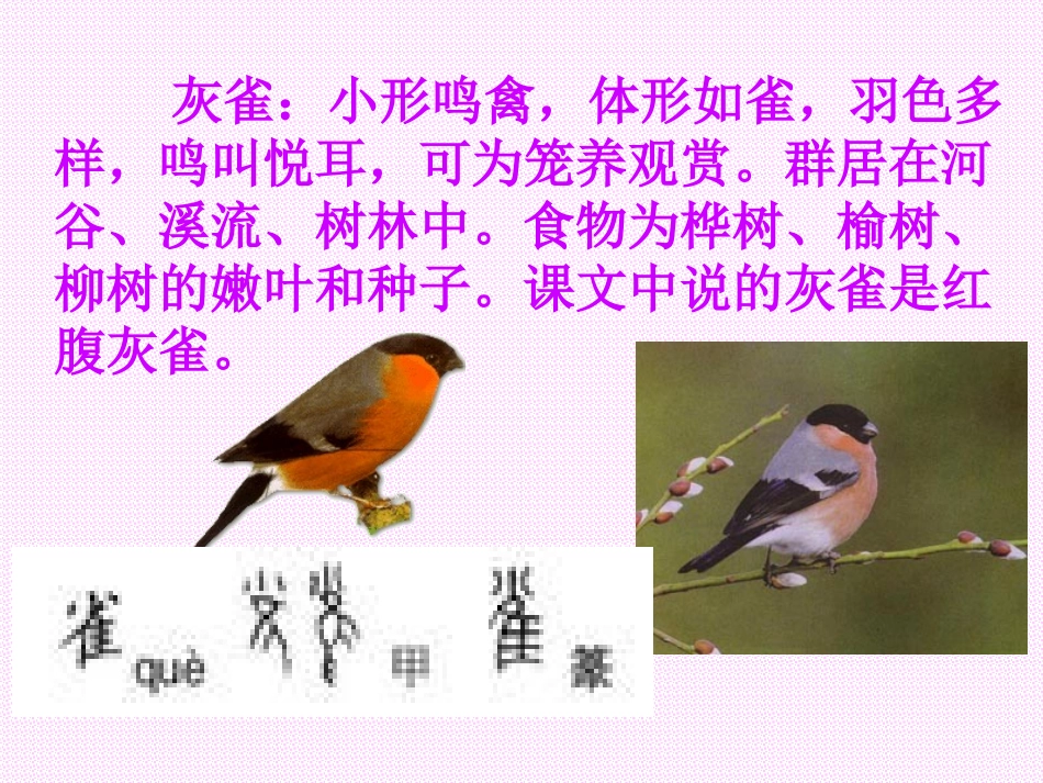 灰雀第一课时_第3页