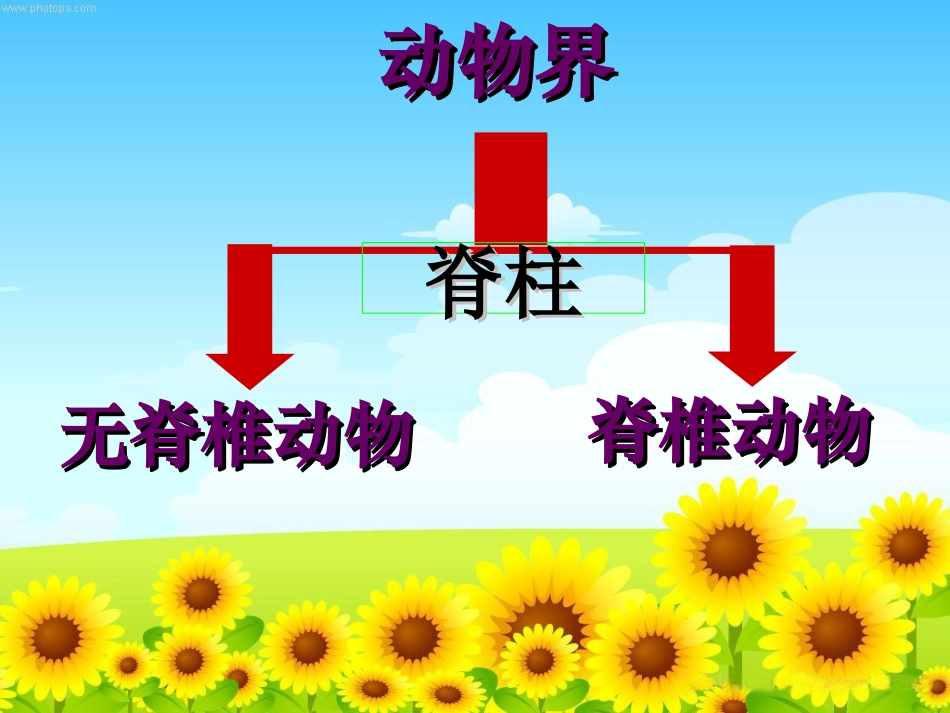 千姿百态的动物世界_第2页