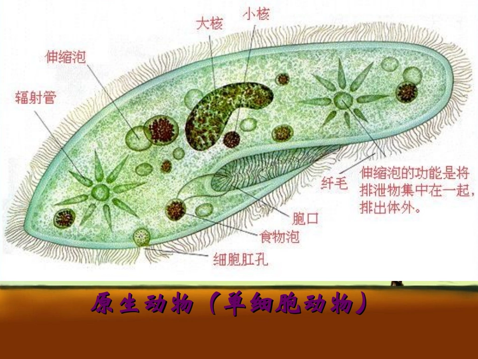 千姿百态的动物世界_第3页