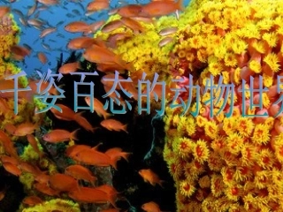 千姿百态的动物世界