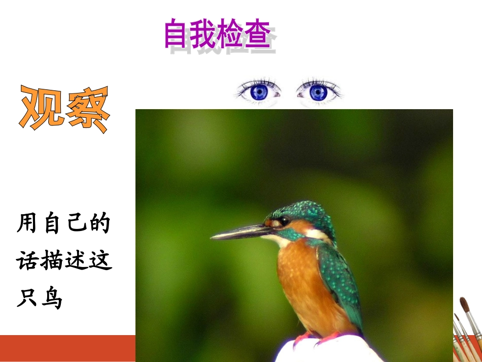 小学三年级语文《翠鸟》课件_第3页