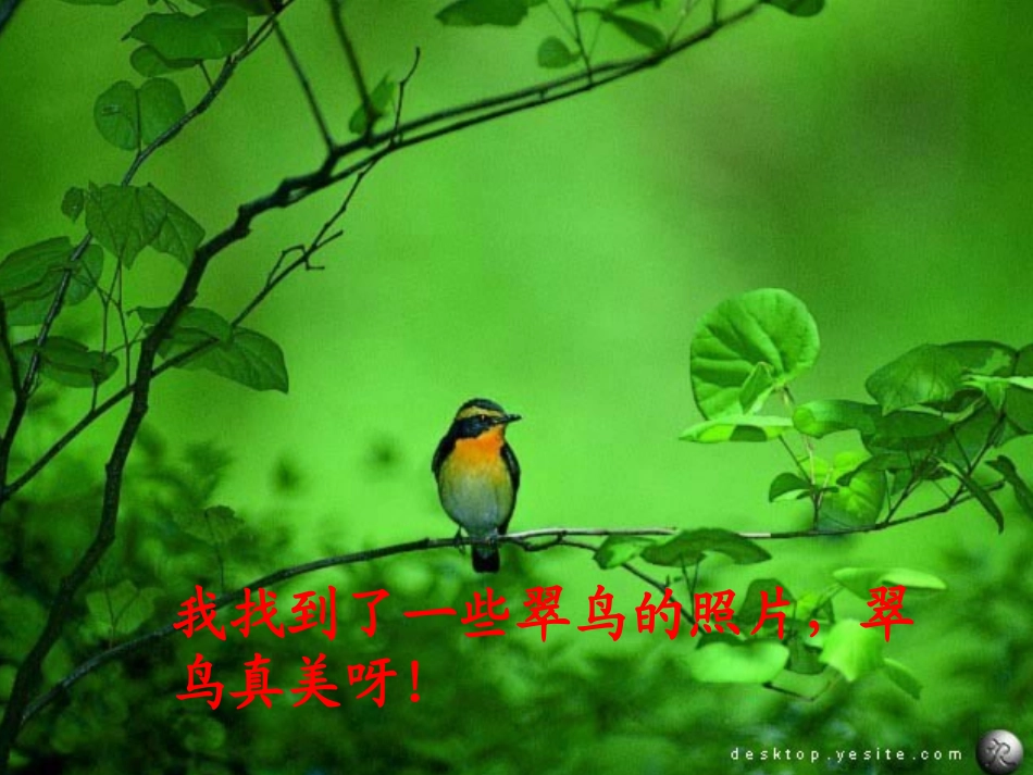 翠鸟课件[1]_第2页