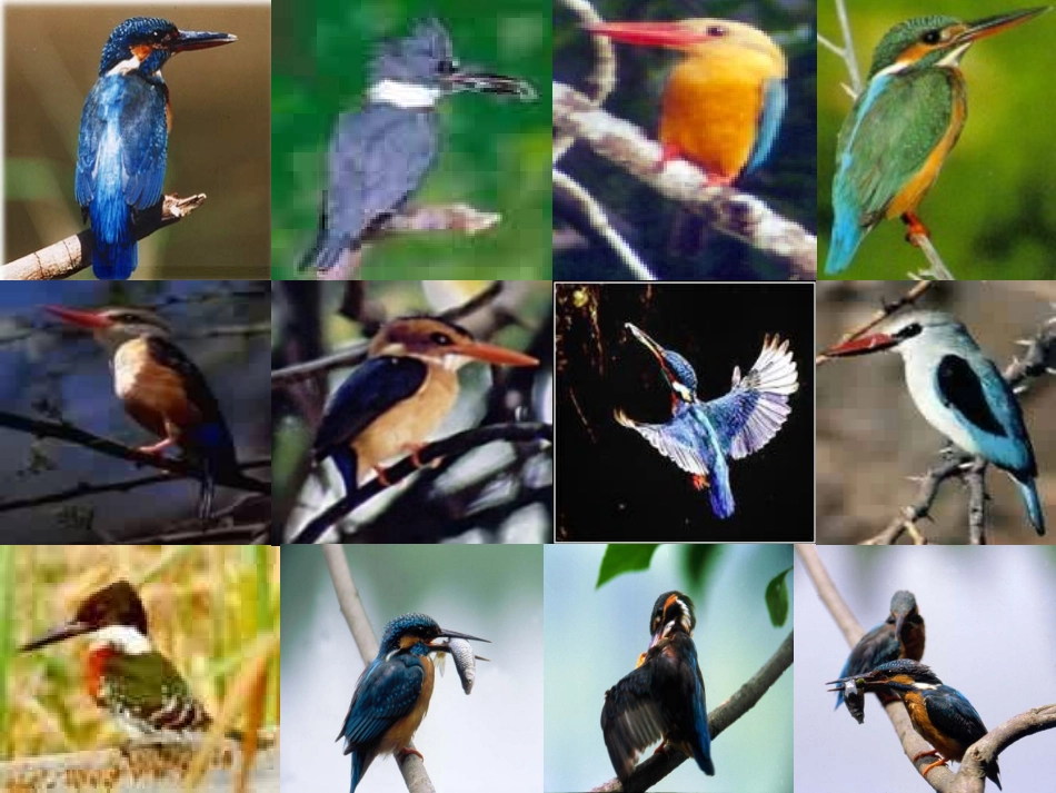 翠鸟课件[1]_第3页