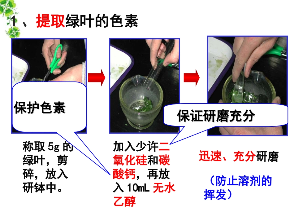 一轮_B154_光合作用_第3页