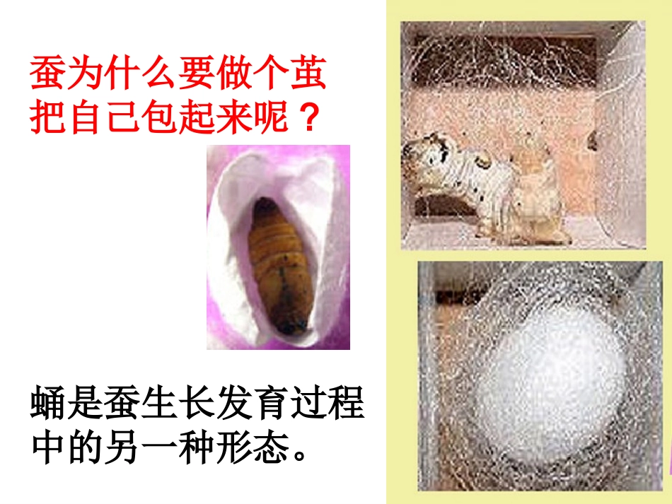 （教科版）三年级科学下册课件蚕变了新模样1_第2页