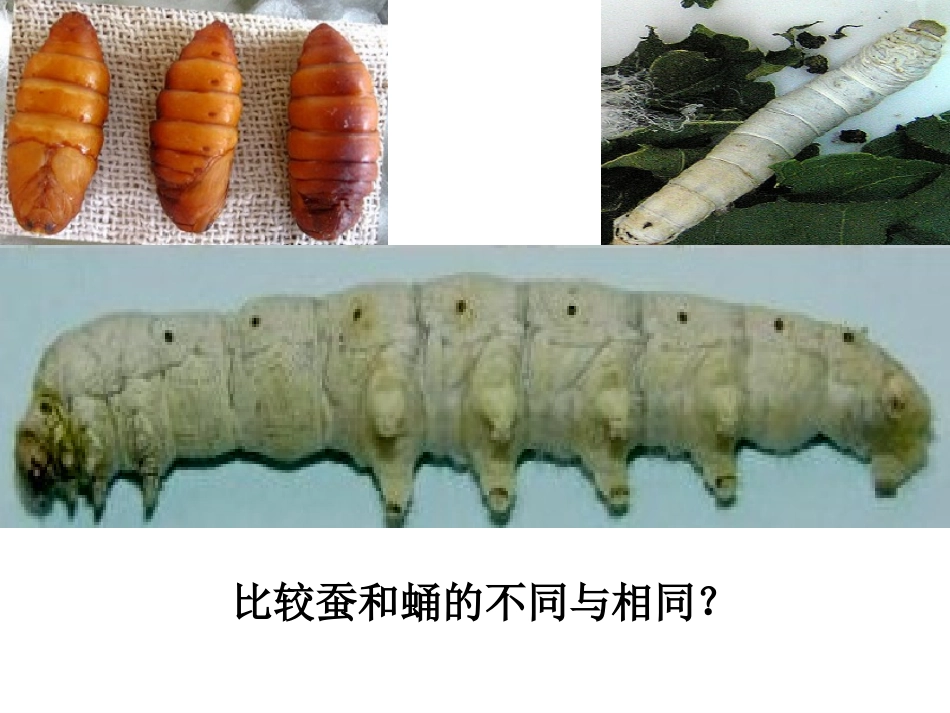 （教科版）三年级科学下册课件蚕变了新模样1_第3页