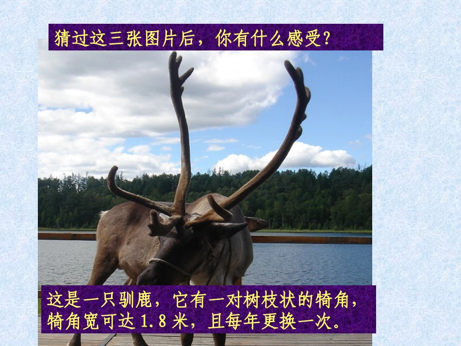 下节日礼物课件_第3页