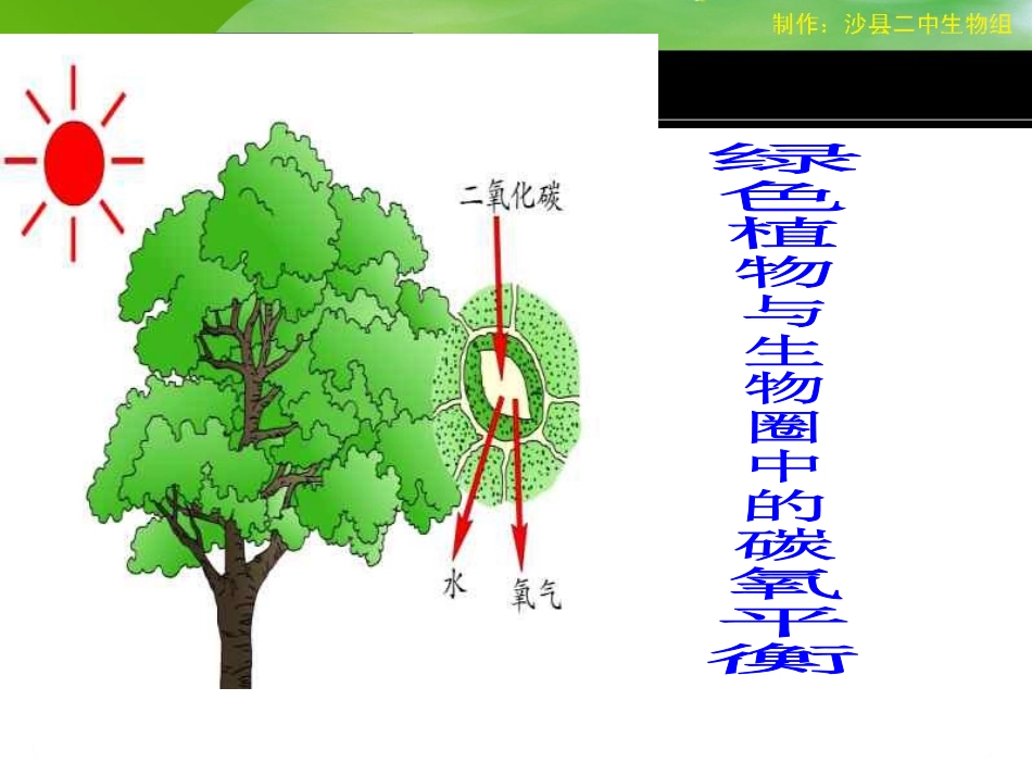 绿色植物与生物圈中的碳氧平衡_第2页