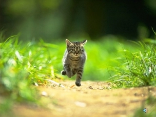 《猫》郭秀梅