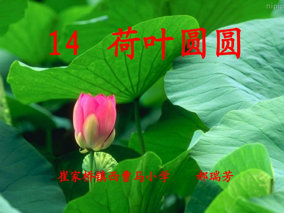 荷叶圆圆课件 (2)_第1页