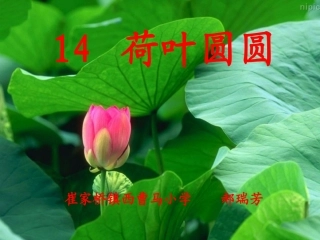荷叶圆圆课件 (2)
