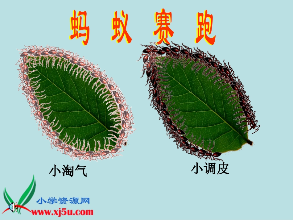北师大版三年级数学上册《什么是周长6》PPT课件_第2页