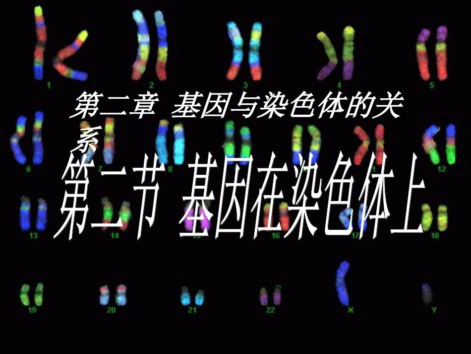基因在染色体上_第1页