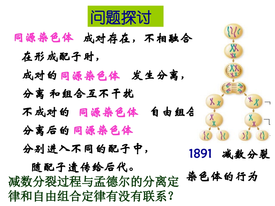 基因在染色体上_第2页