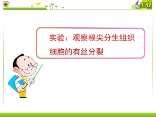 实验：观察根尖分生组织细胞的有丝分裂