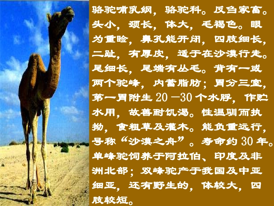 五年级语文下册第二组6冬阳童年骆驼队第一课时课件_第2页