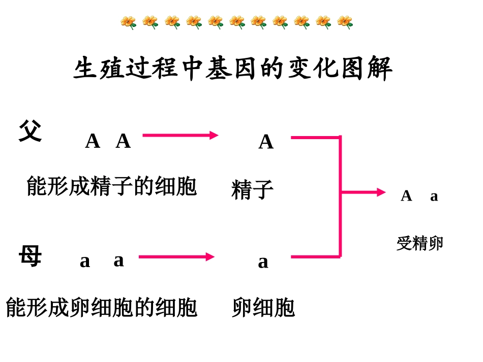 基因的显性与隐性（共37张PPT）_第2页
