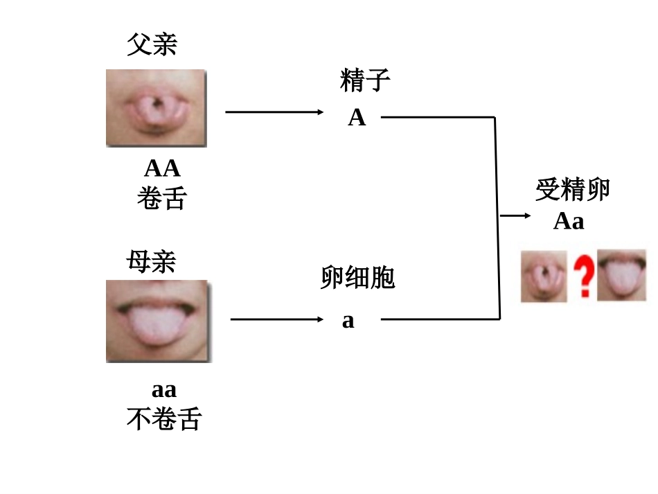 基因的显性与隐性（共37张PPT）_第3页