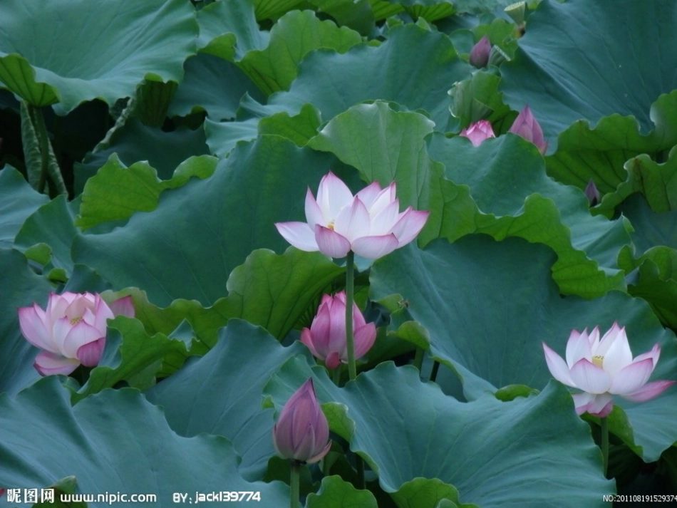 柳树醒了课件 (3)_第2页