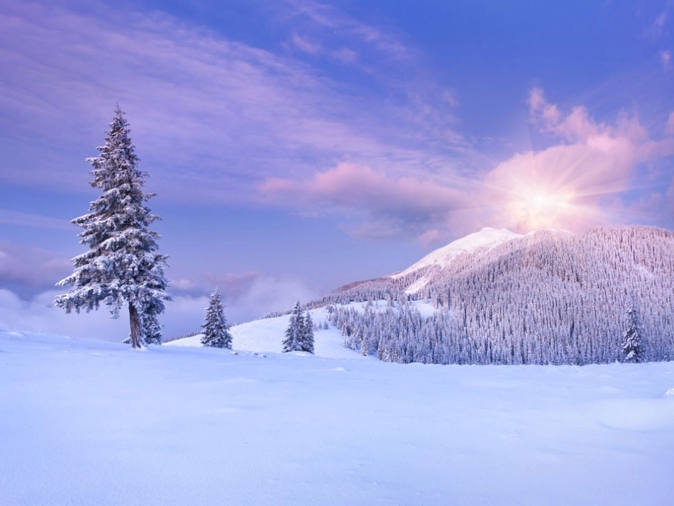 柳树醒了课件 (3)_第3页