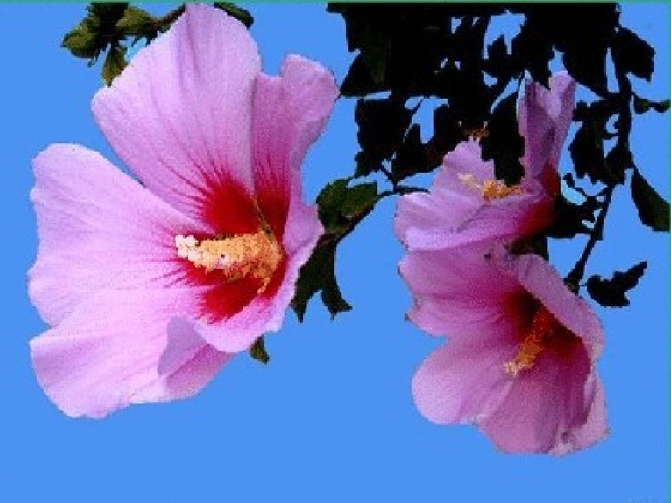 奖品拿独步寻花_第2页