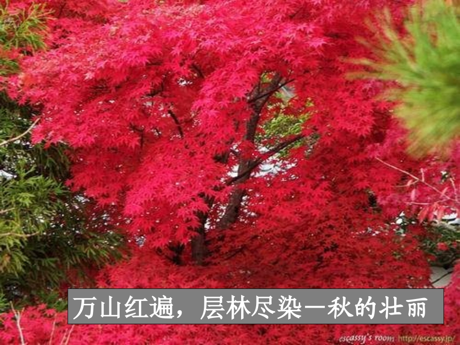 故都的秋-xuwei正式_第3页
