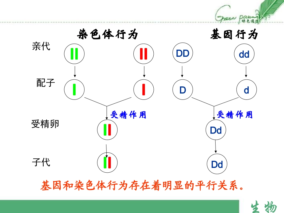 人教版必修二第2章第2节基因在染色体上（共27张PPT）_第3页