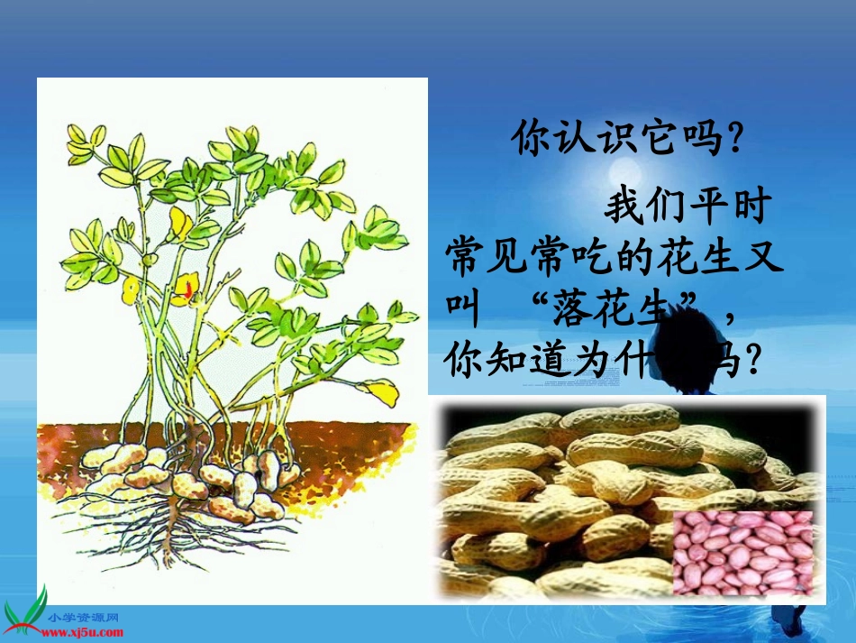 (北师大版)四年级语文上册课件_落花生_(2)_第2页