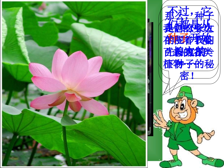 种子萌发PPT课件_第2页