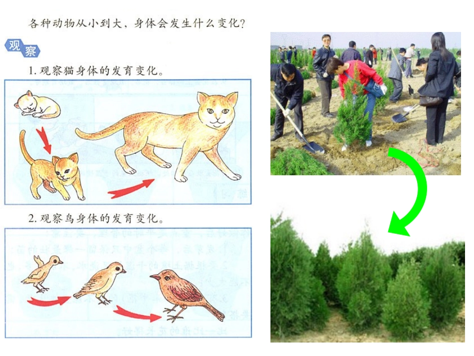 细胞的增殖（生命的历程）_第2页