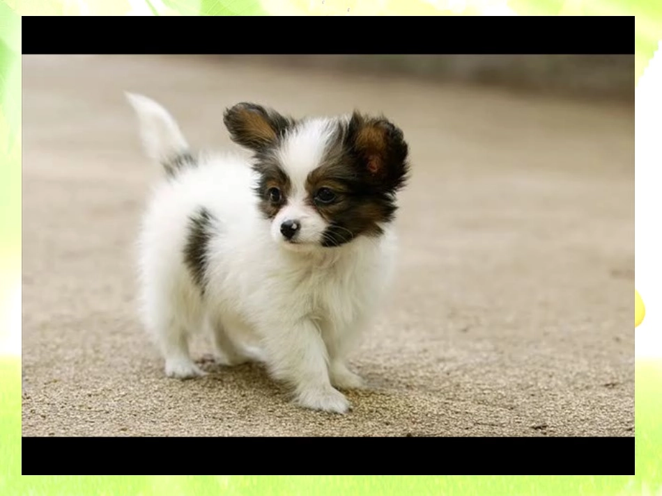 《小狗包弟》PPT课件_第2页