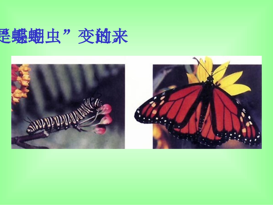 《昆虫的生殖和发育》课件_第3页
