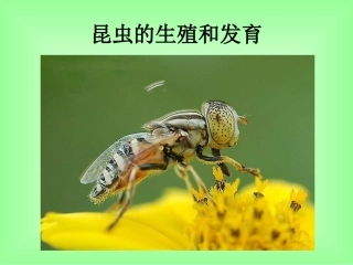 《昆虫的生殖和发育》课件