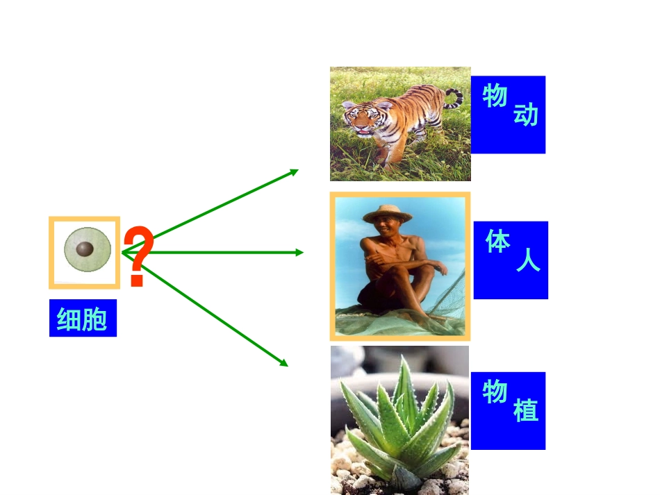 人教版七年级上生物《动物体的结构层次》_第2页