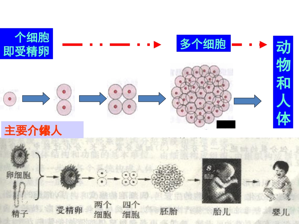 人教版七年级上生物《动物体的结构层次》_第3页