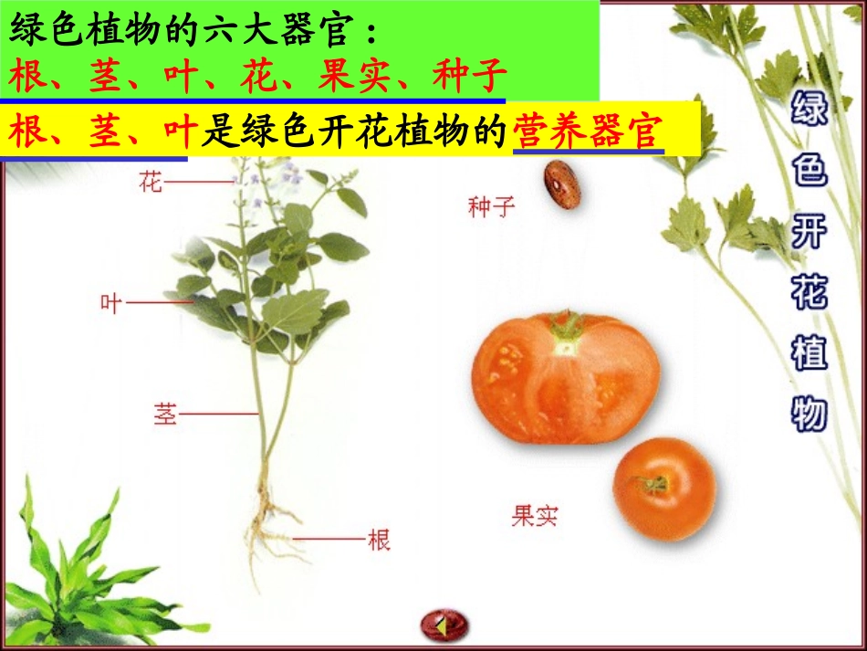 绿色植物的营养器官——根_第2页