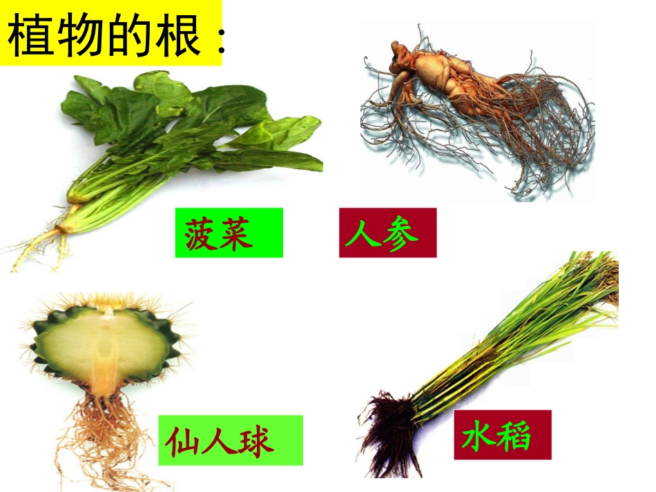 绿色植物的营养器官——根_第3页