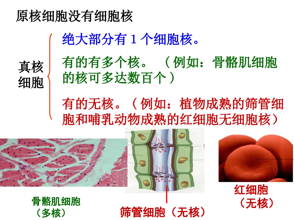 人教版必修1第3章第3节细胞核——系统的控制中心（共28张PPT）_第3页