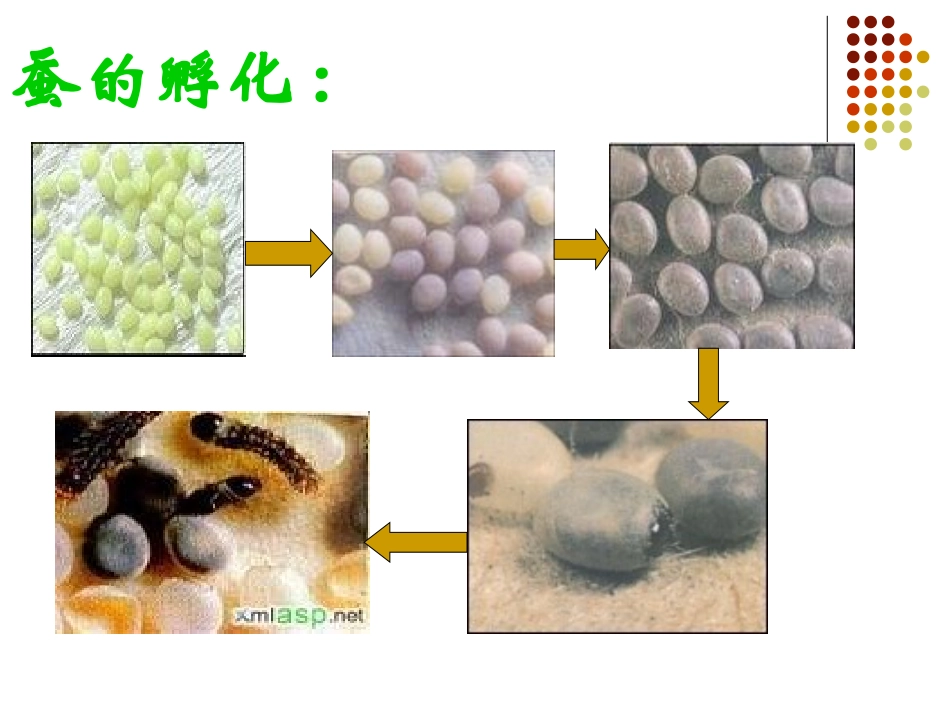 蚕的生长变化PPT_第2页