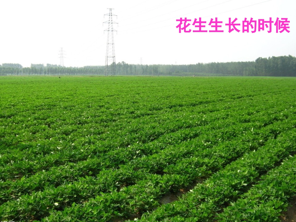 2013年一年级下册数花生课件_第2页