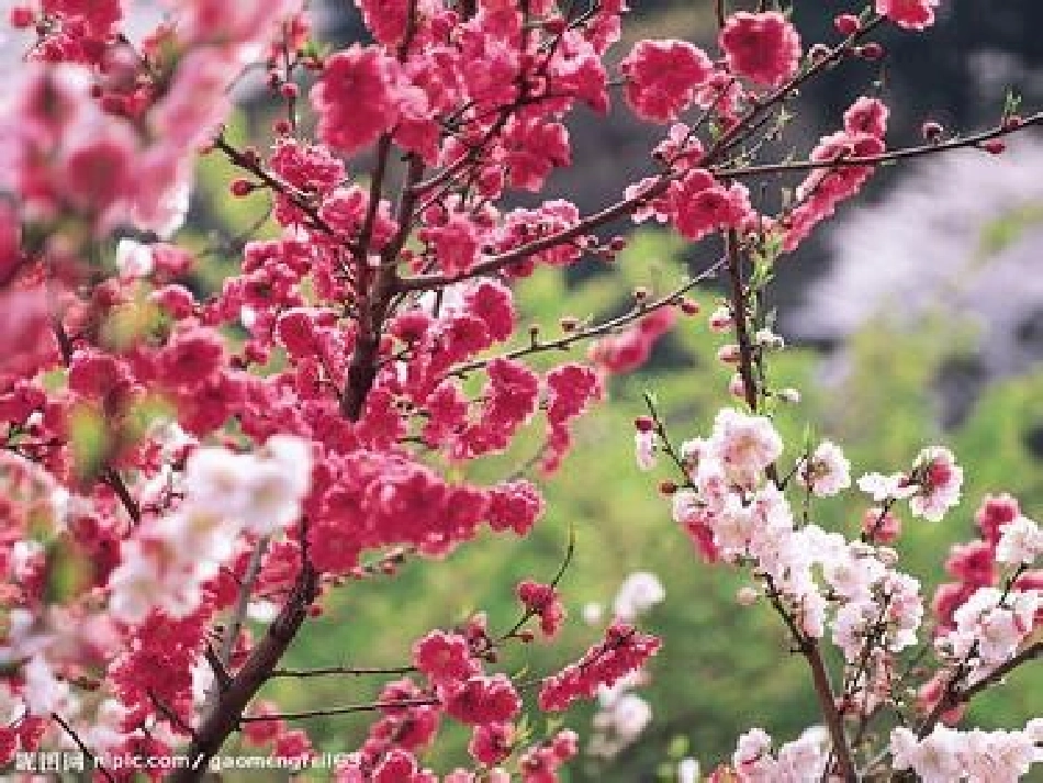 三月桃花水2_第3页