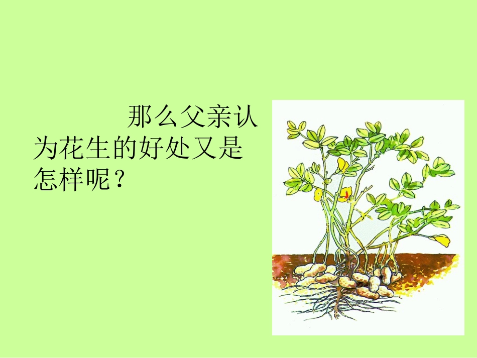 《落花生》课件(新人教版小学语文五年级上册课件)_第3页