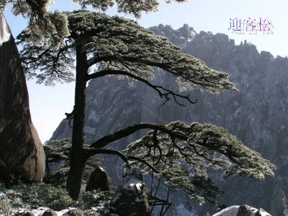 西师版语文第十二册《黄山松》PPT课件_第3页